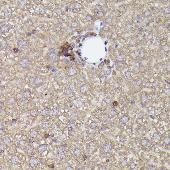 NLRP3 antibody