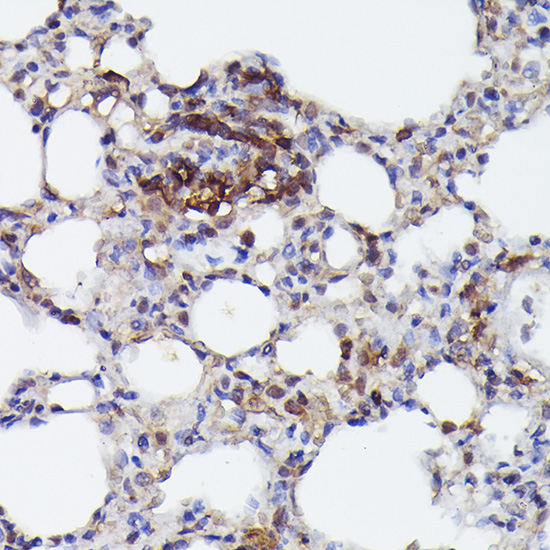 NLRP3 antibody