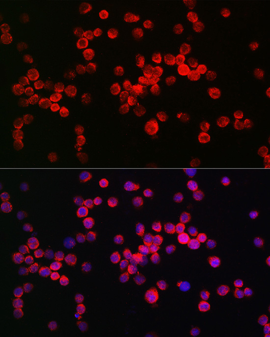 NLRP3 antibody