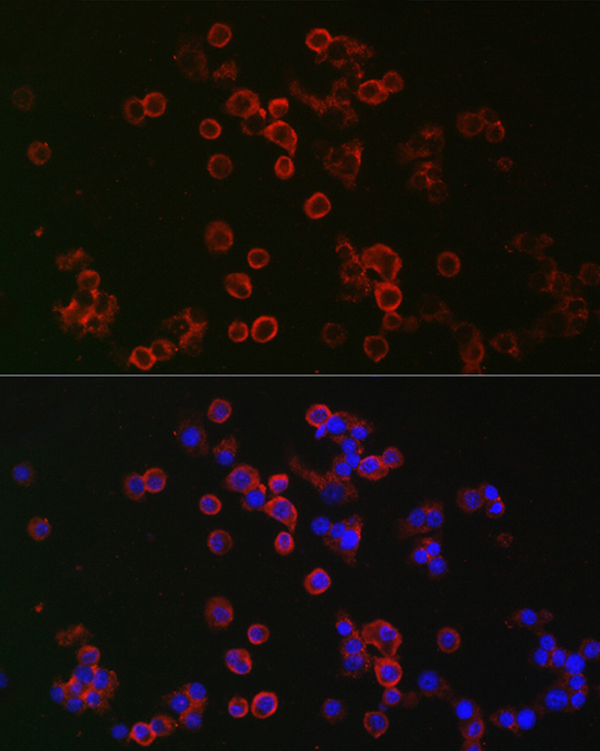 NLRP3 antibody