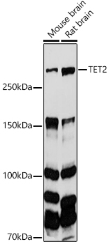 TET2 antibody