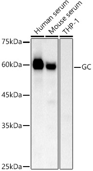 GC antibody