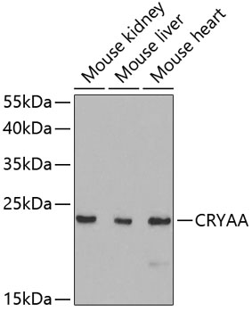 CRYAA antibody