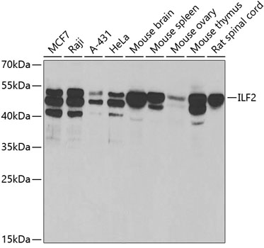 ILF2 antibody