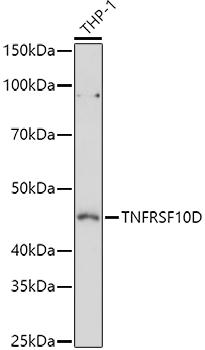 TNFRSF10D antibody