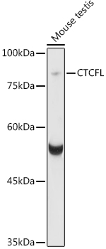 CTCFL antibody