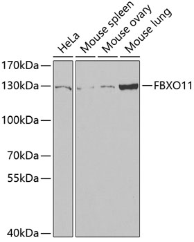 FBXO11 antibody