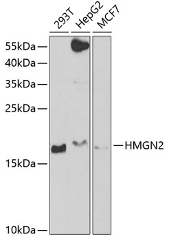 HMGN2 antibody