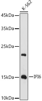 IFI6 antibody