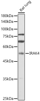 IRAK4 antibody