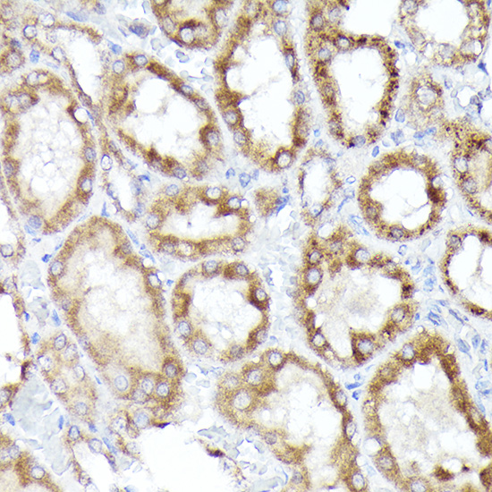 BNIP3L antibody