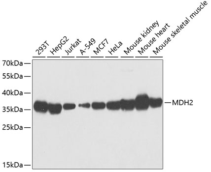 MDH2 antibody