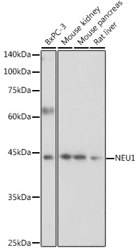 NEU1 antibody