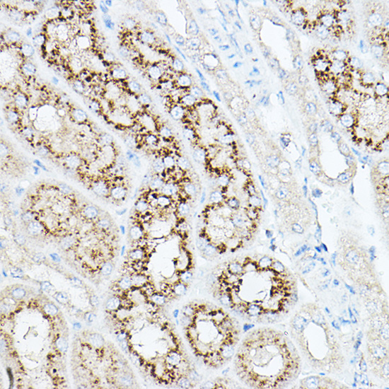 NEU1 antibody