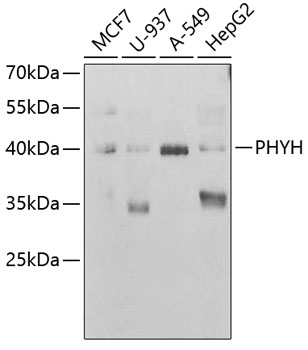 PHYH antibody