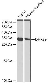 DHRS9 antibody