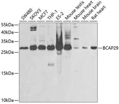 BCAP29 antibody