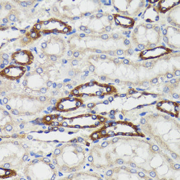 BCAP29 antibody