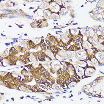 BCAP29 antibody