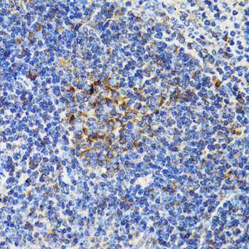 BCAP29 antibody