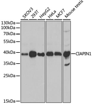 CIAPIN1 antibody