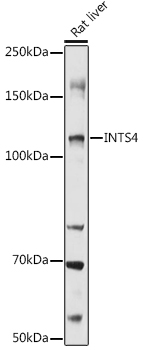 INTS4 antibody