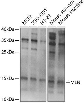 MLN antibody
