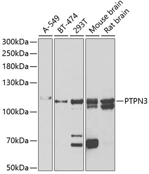 PTPN3 antibody