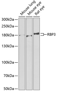 RBP3 antibody