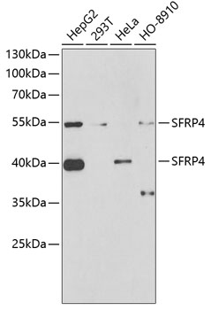 SFRP4 antibody