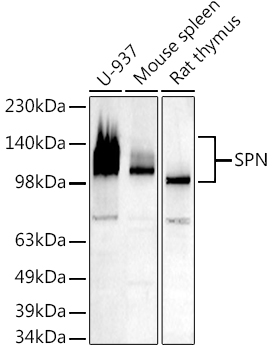 SPN antibody