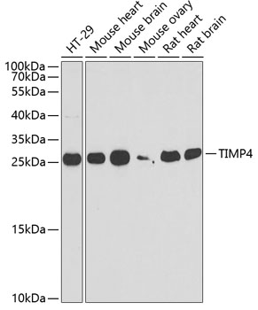 TIMP4 antibody