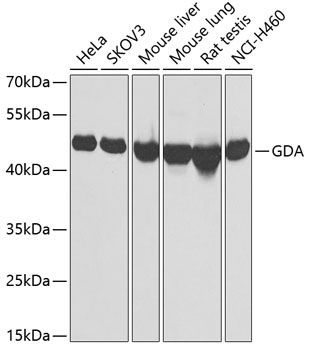 GDA antibody