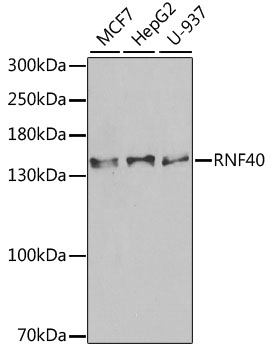 RNF40 antibody