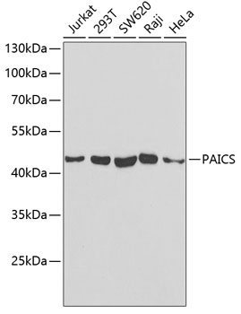 PAICS antibody