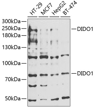 DIDO1 antibody