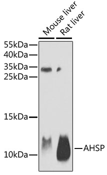 AHSP antibody