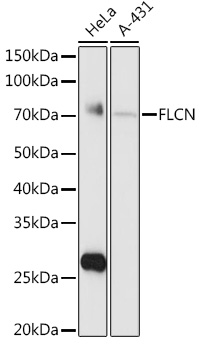 FLCN antibody