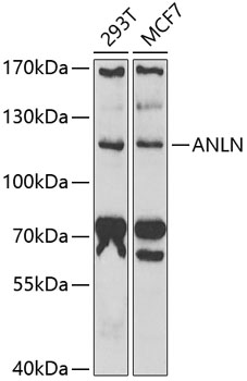 ANLN antibody