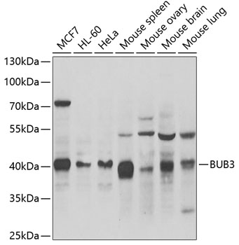 BUB3 antibody