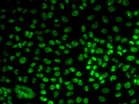 BUB3 antibody