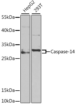 CASP14 antibody