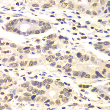 CCNC antibody