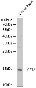 CST2 antibody