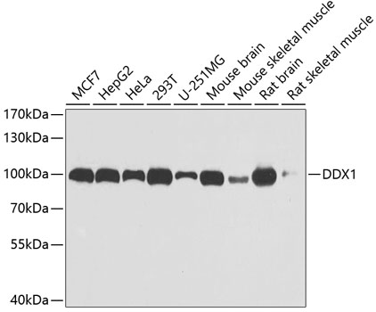 DDX1 antibody