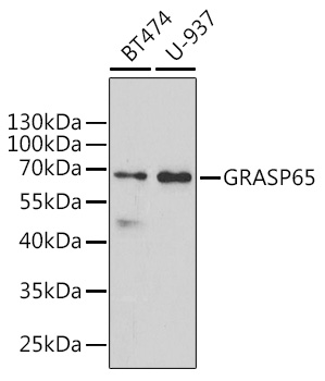 GORASP1 antibody