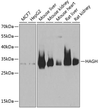 HAGH antibody