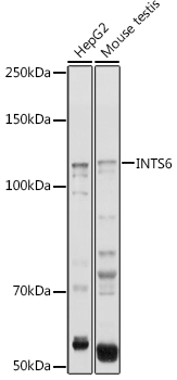 INTS6 antibody