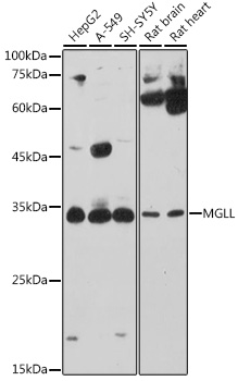 MGLL antibody