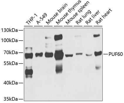 PUF60 antibody